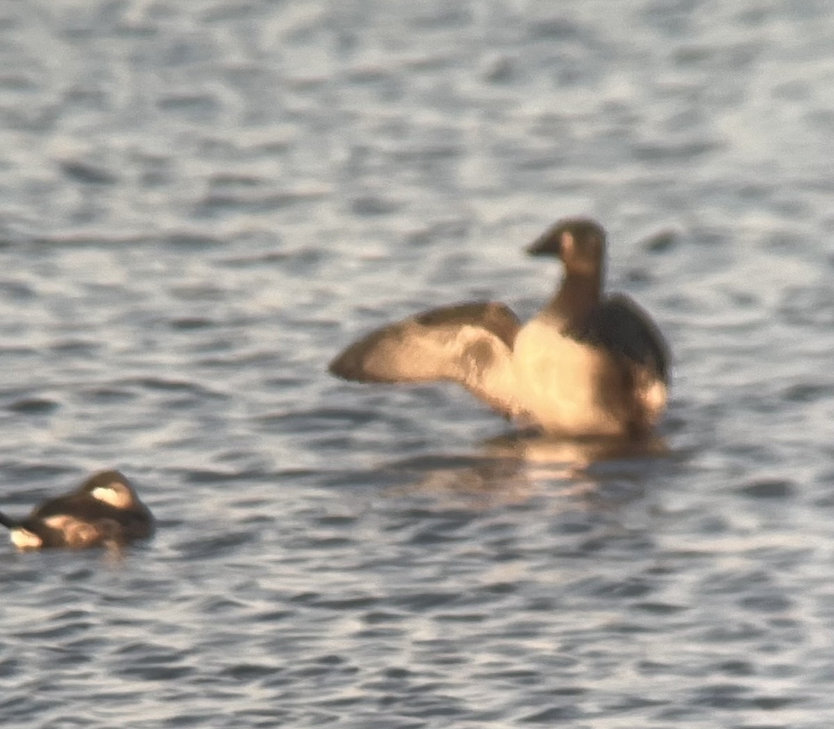 Surf Scoter - ML643187797