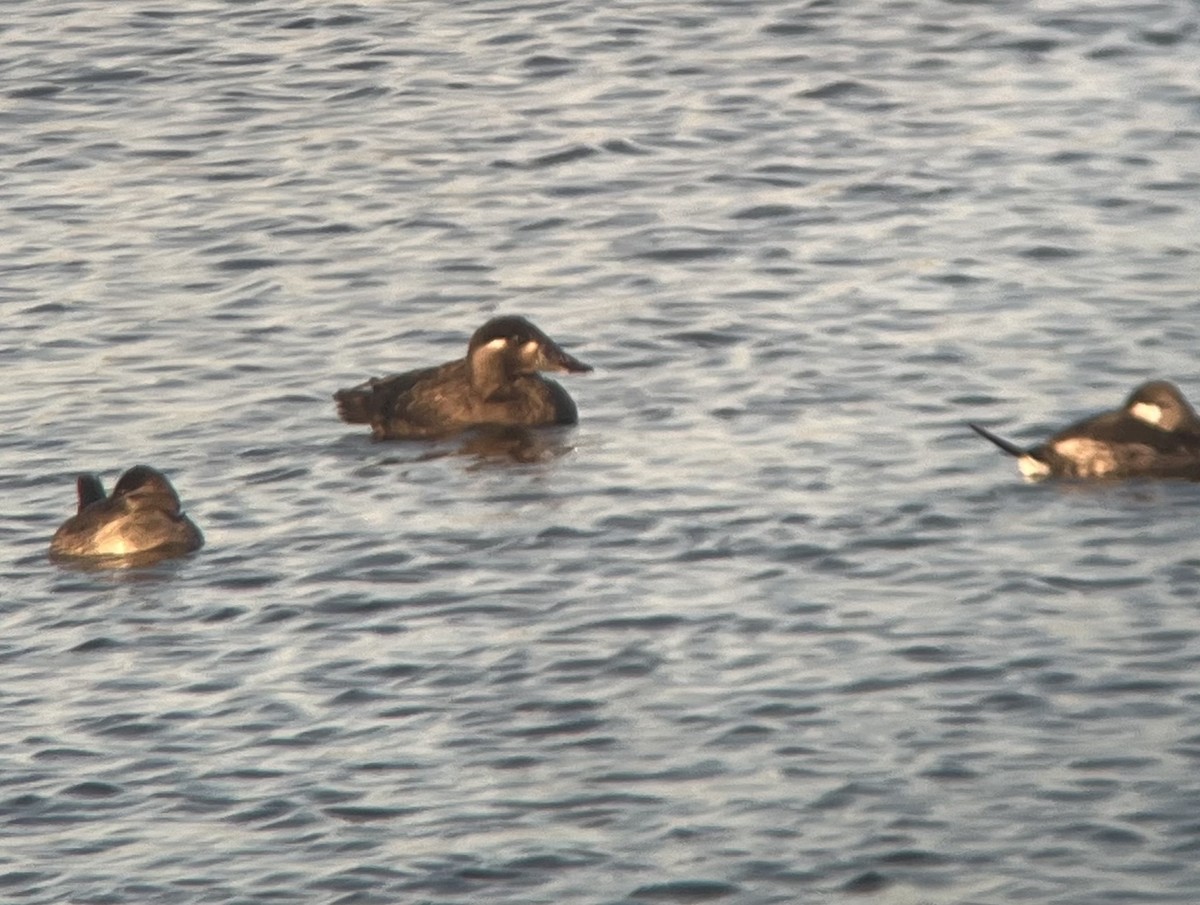 Surf Scoter - ML643187798