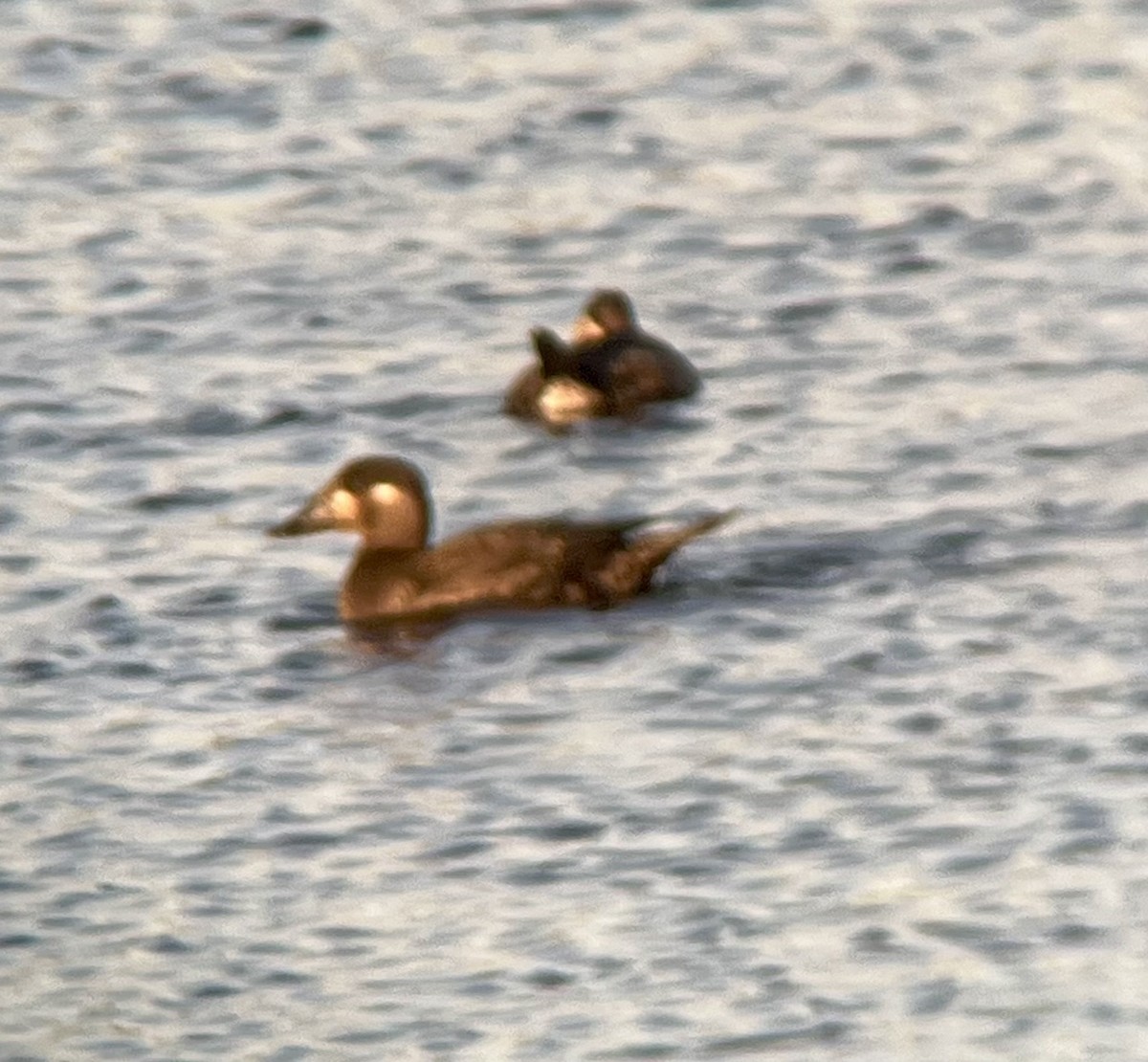 Surf Scoter - ML643187799