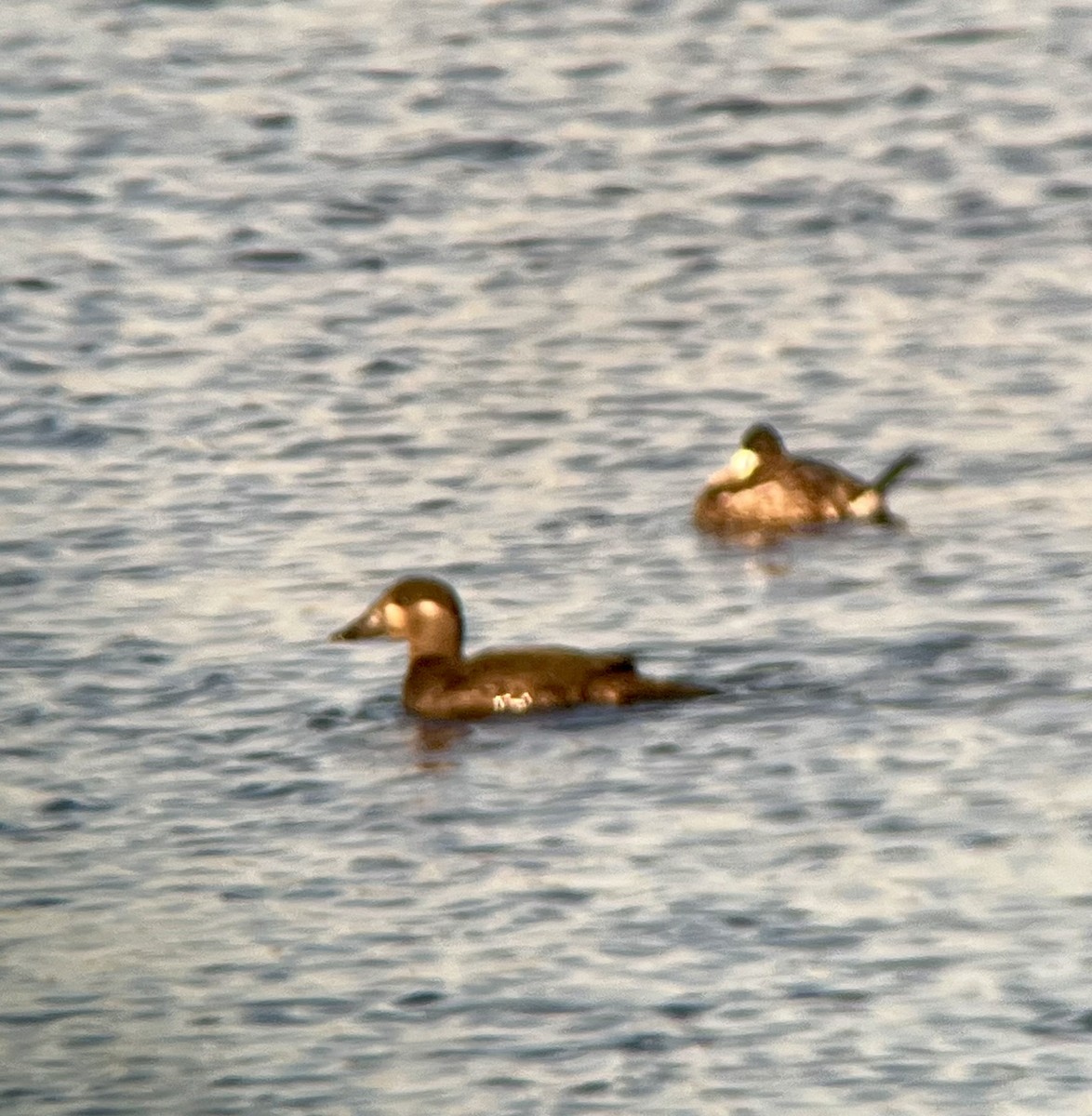 Surf Scoter - ML643187800