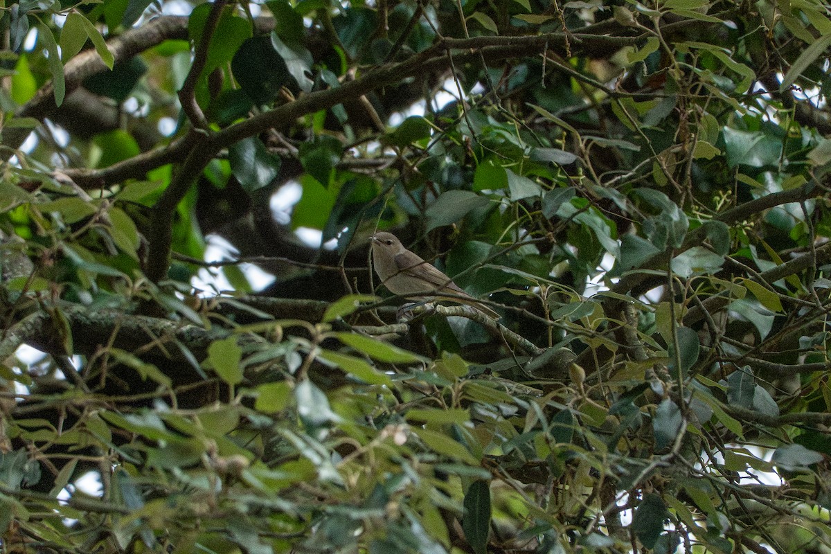 Garden Warbler - ML643187809