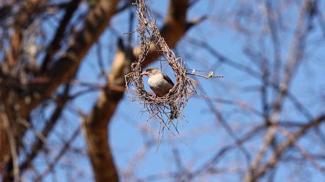 Red-headed Weaver - ML643187812