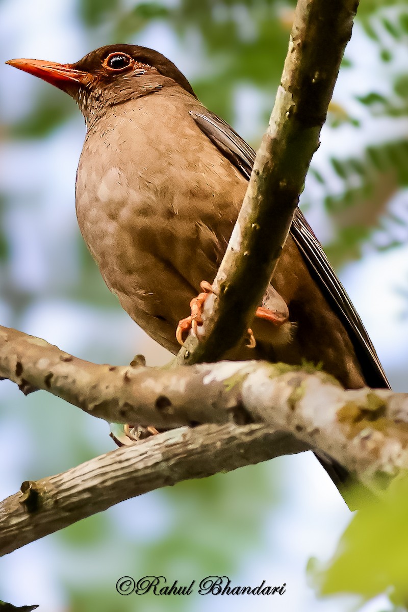 Indian Blackbird - ML643187825