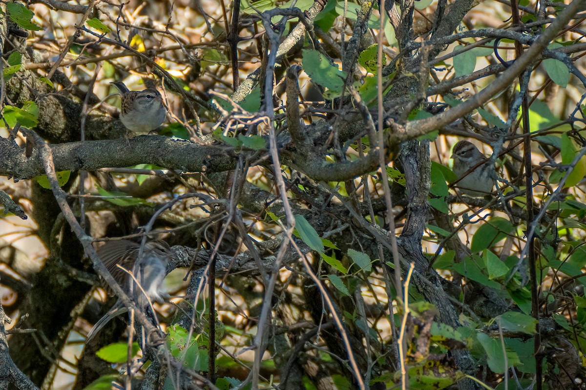 Chipping Sparrow - ML643187834