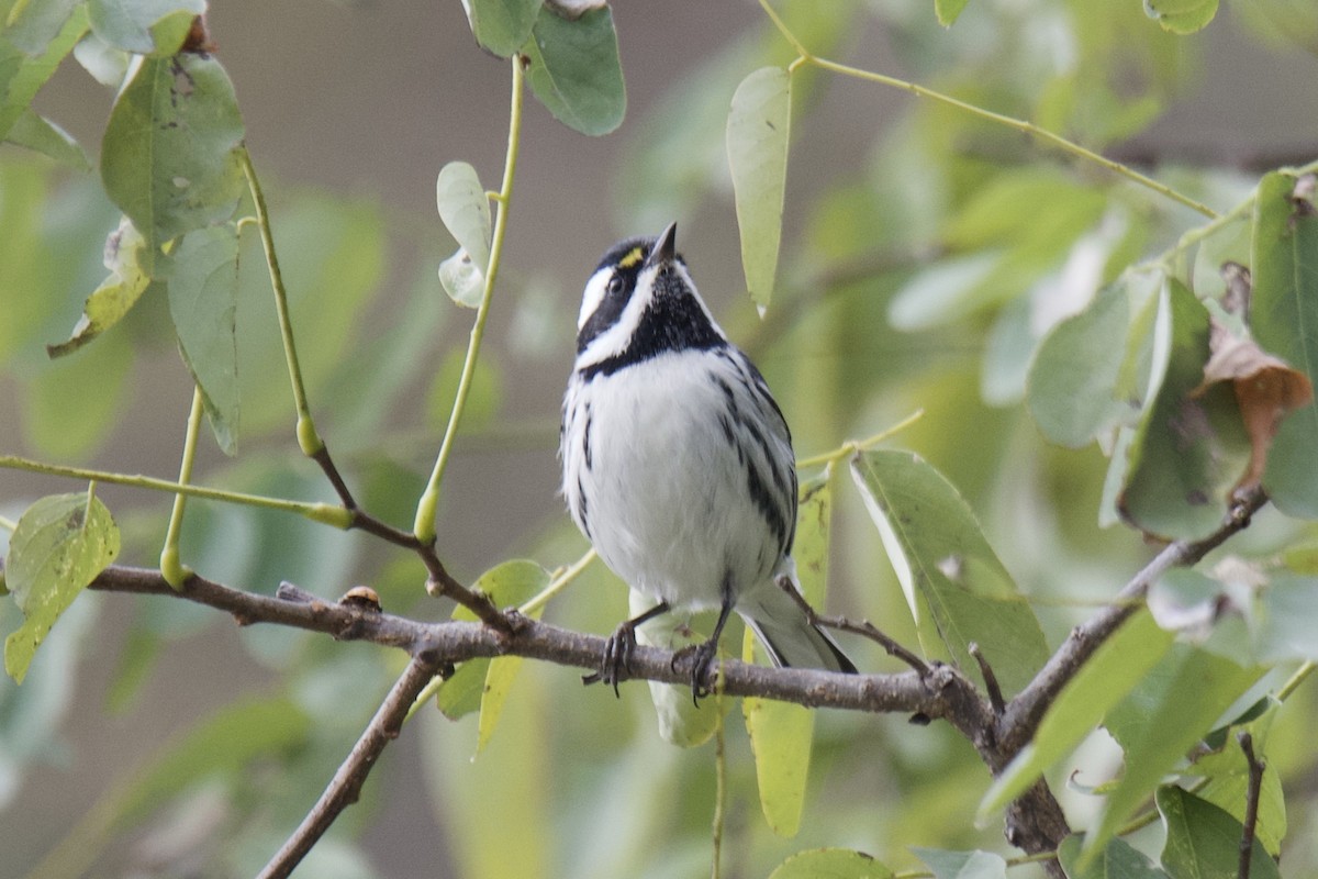 Black-throated Gray Warbler - ML643187850