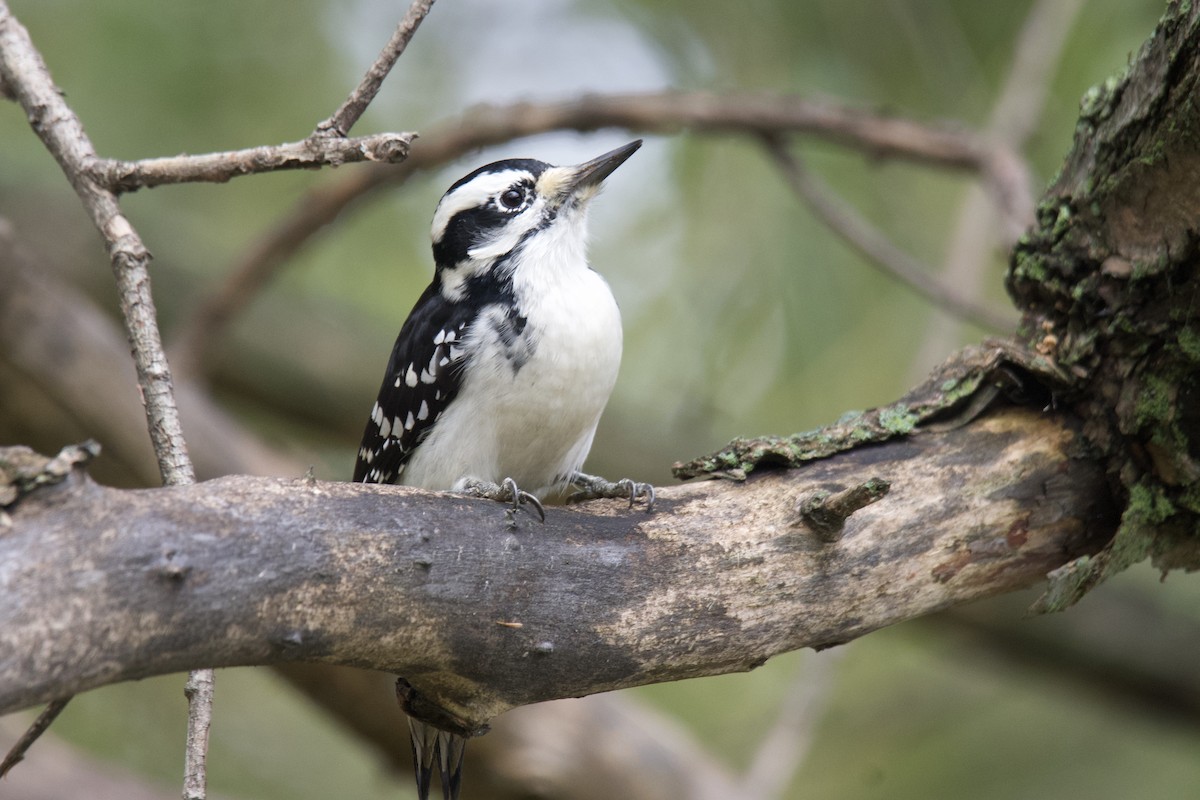 Hairy Woodpecker - ML643187853