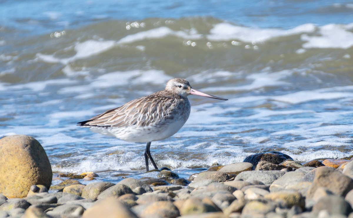 斑尾鷸(lapponica群) - ML643187855