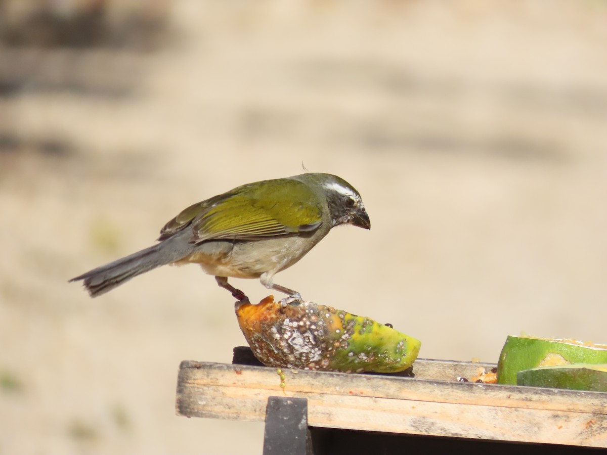 Green-winged Saltator - ML643187860
