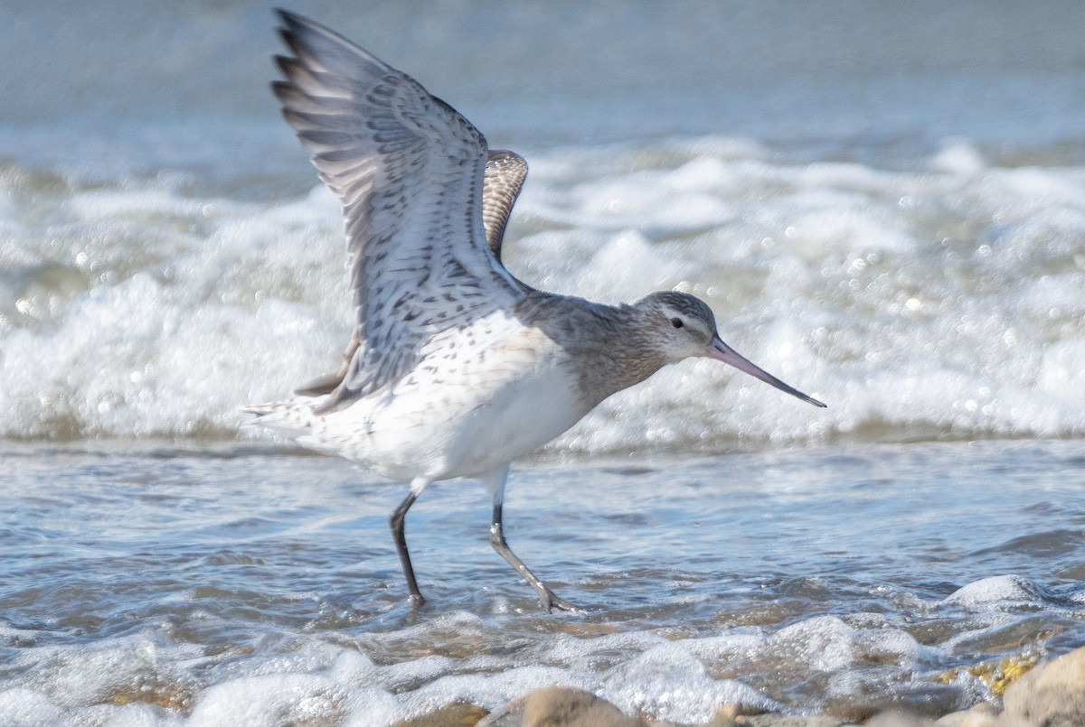 斑尾鷸(lapponica群) - ML643187862