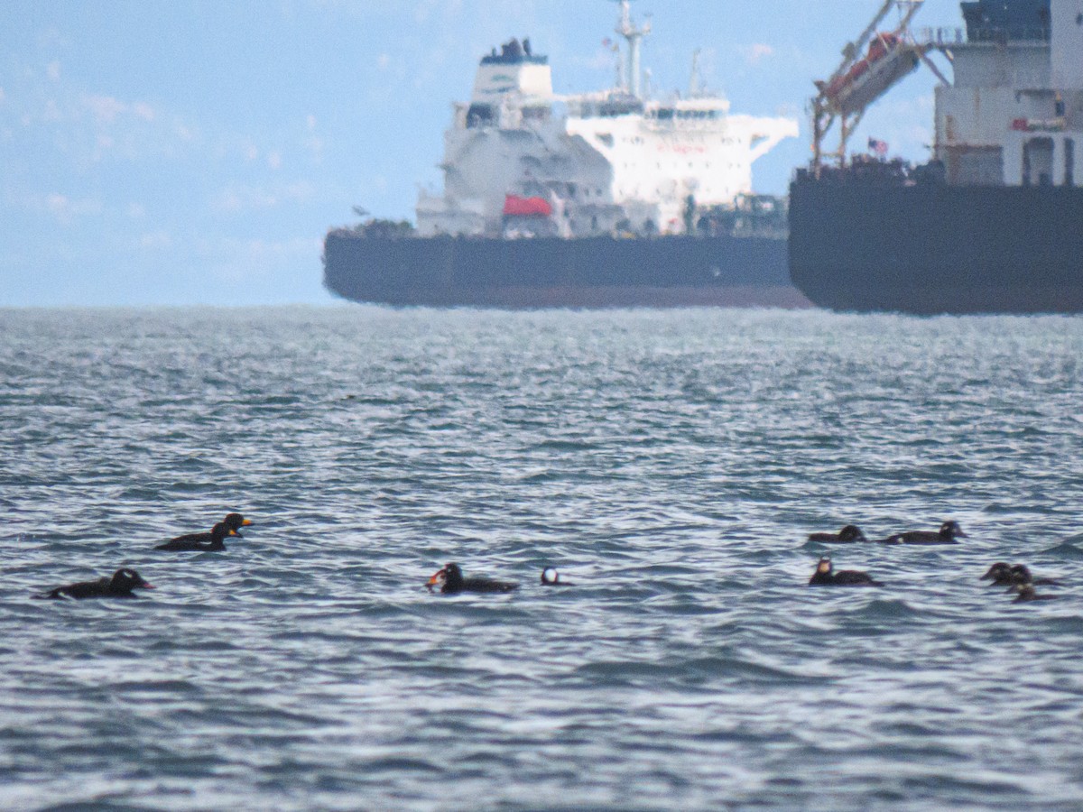 Surf Scoter - ML643187867
