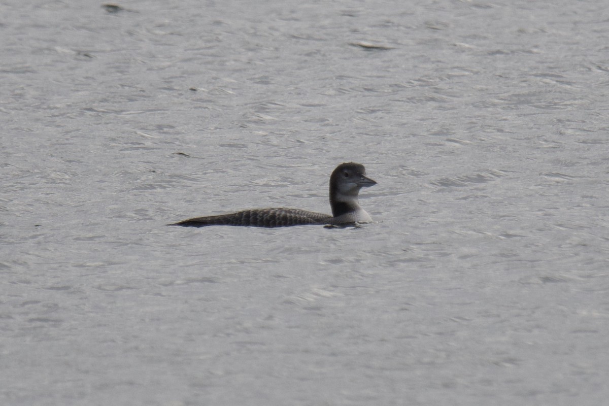 Common Loon - ML643187875