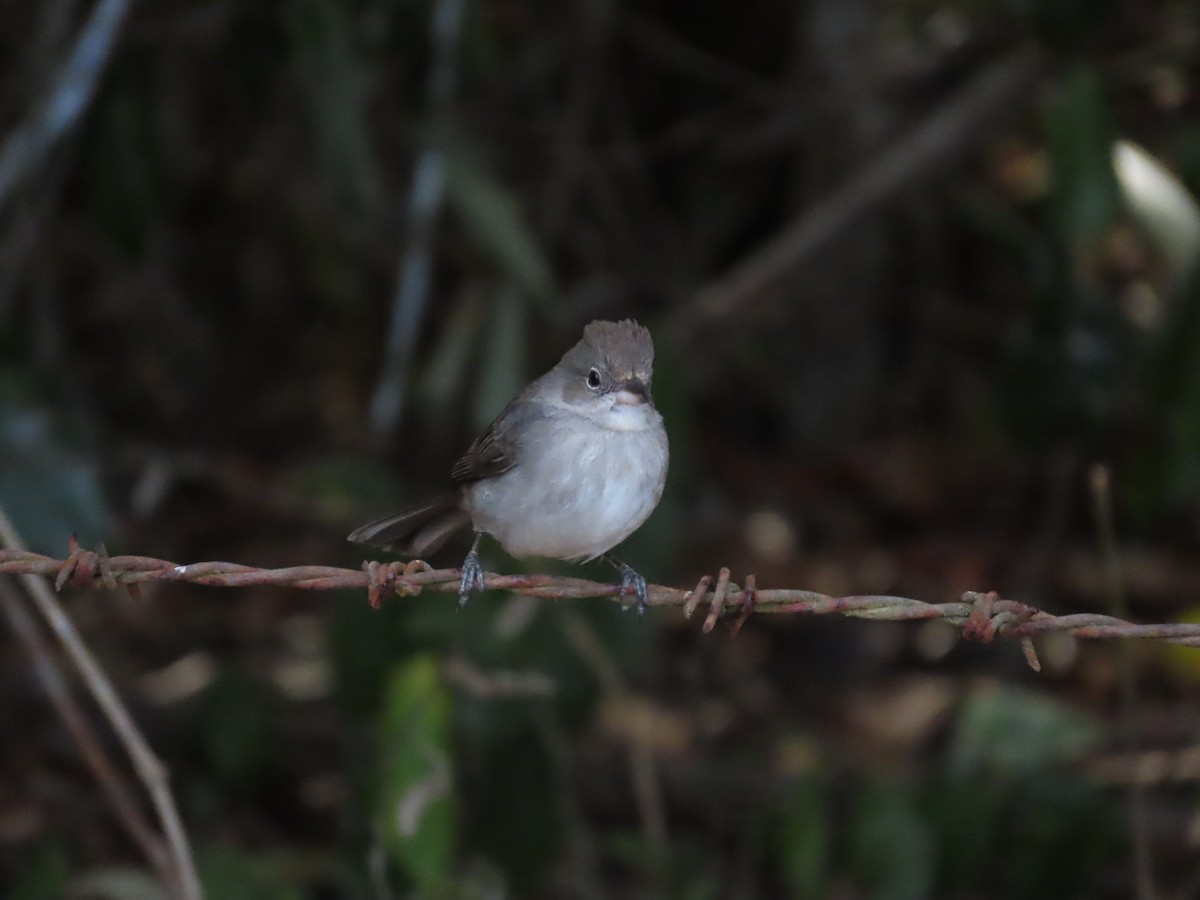 Pileated Finch - ML643187879