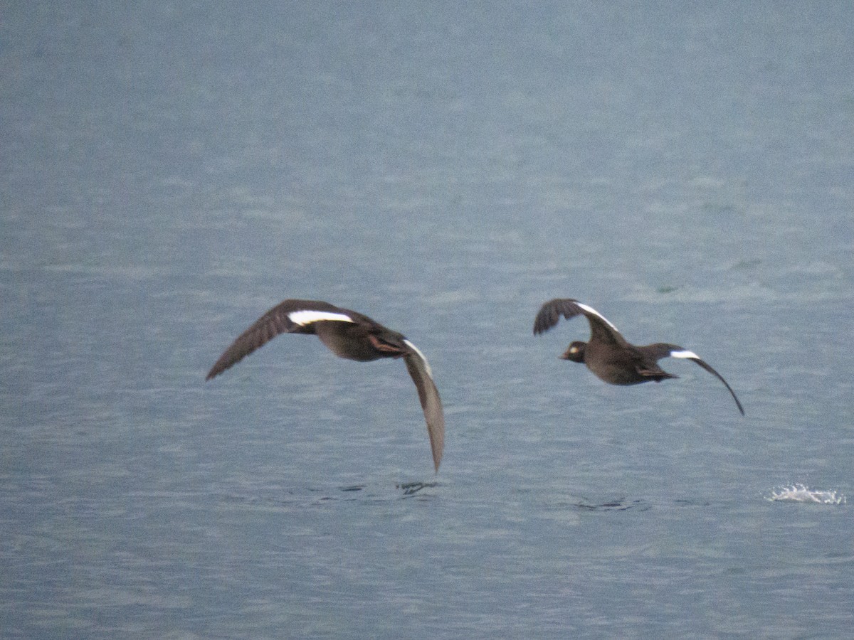 White-winged Scoter - ML643187885