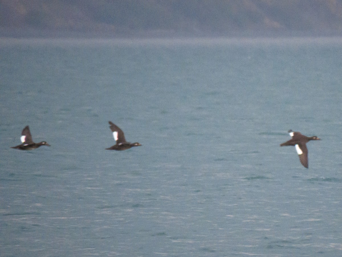 White-winged Scoter - ML643187886