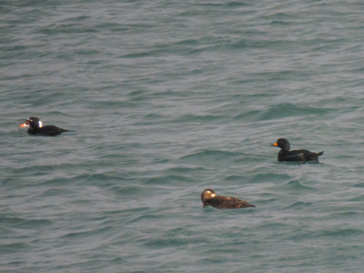 Black Scoter - ML643187908