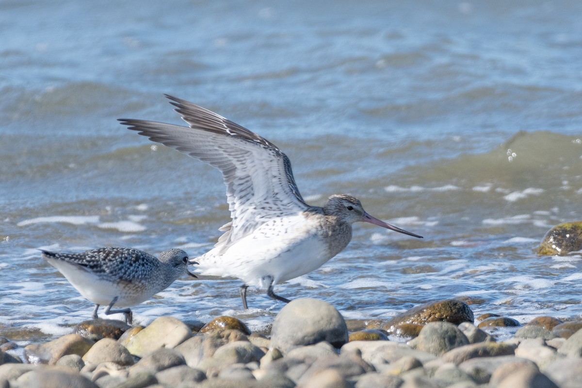 斑尾鷸(lapponica群) - ML643187909