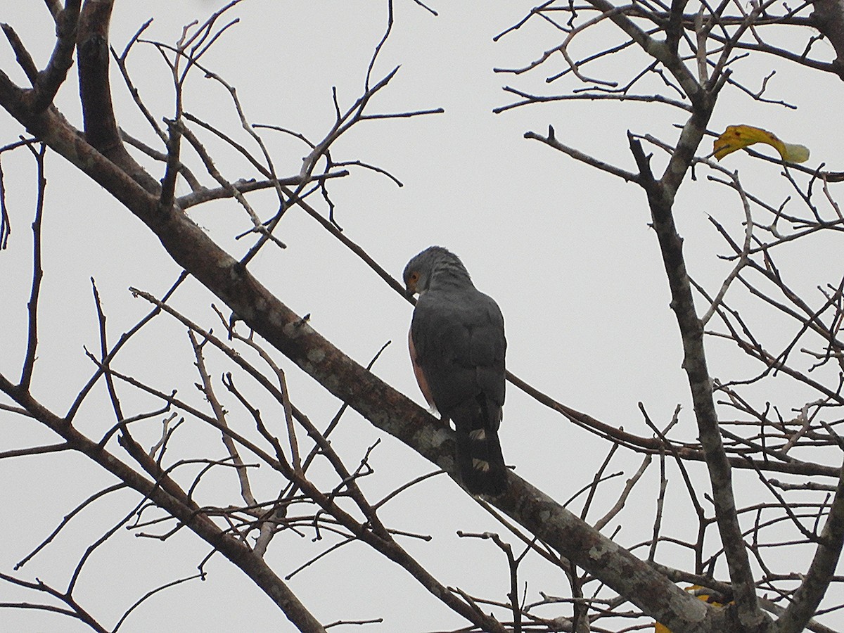 African Goshawk - ML643187912