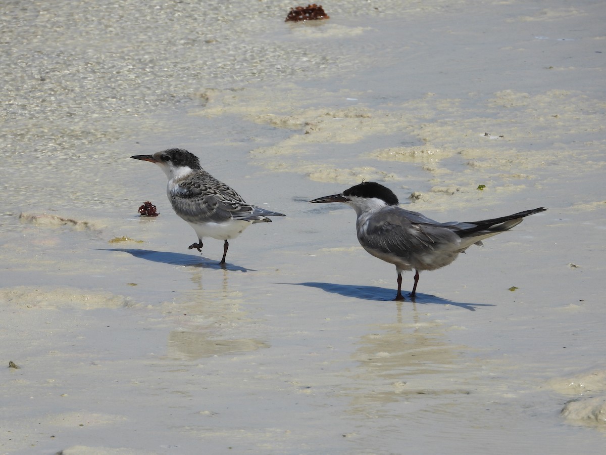 White-cheeked Tern - ML643187926