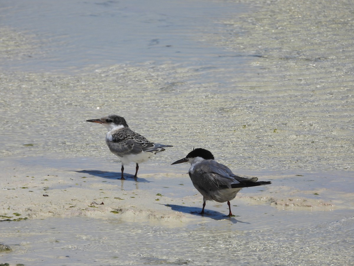 White-cheeked Tern - ML643187927
