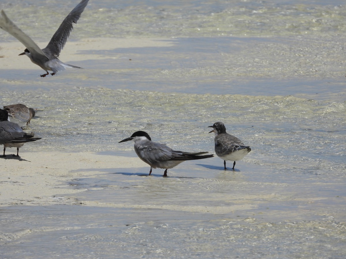 White-cheeked Tern - ML643187928