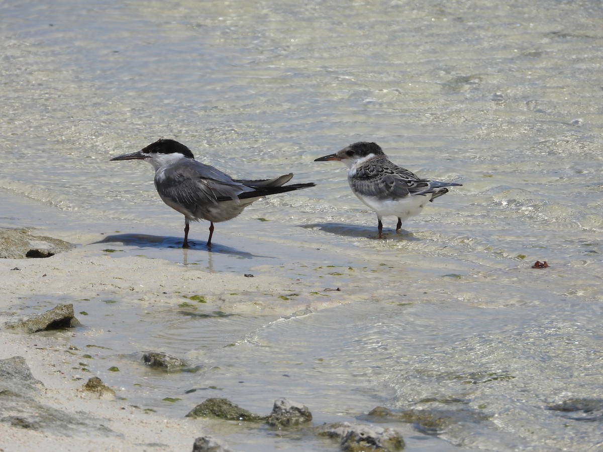 White-cheeked Tern - ML643187929
