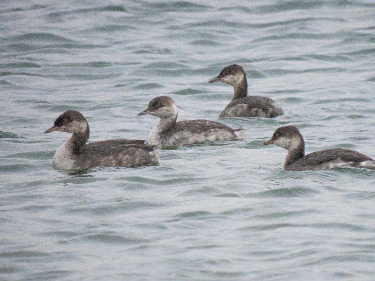 Horned Grebe - ML643187948