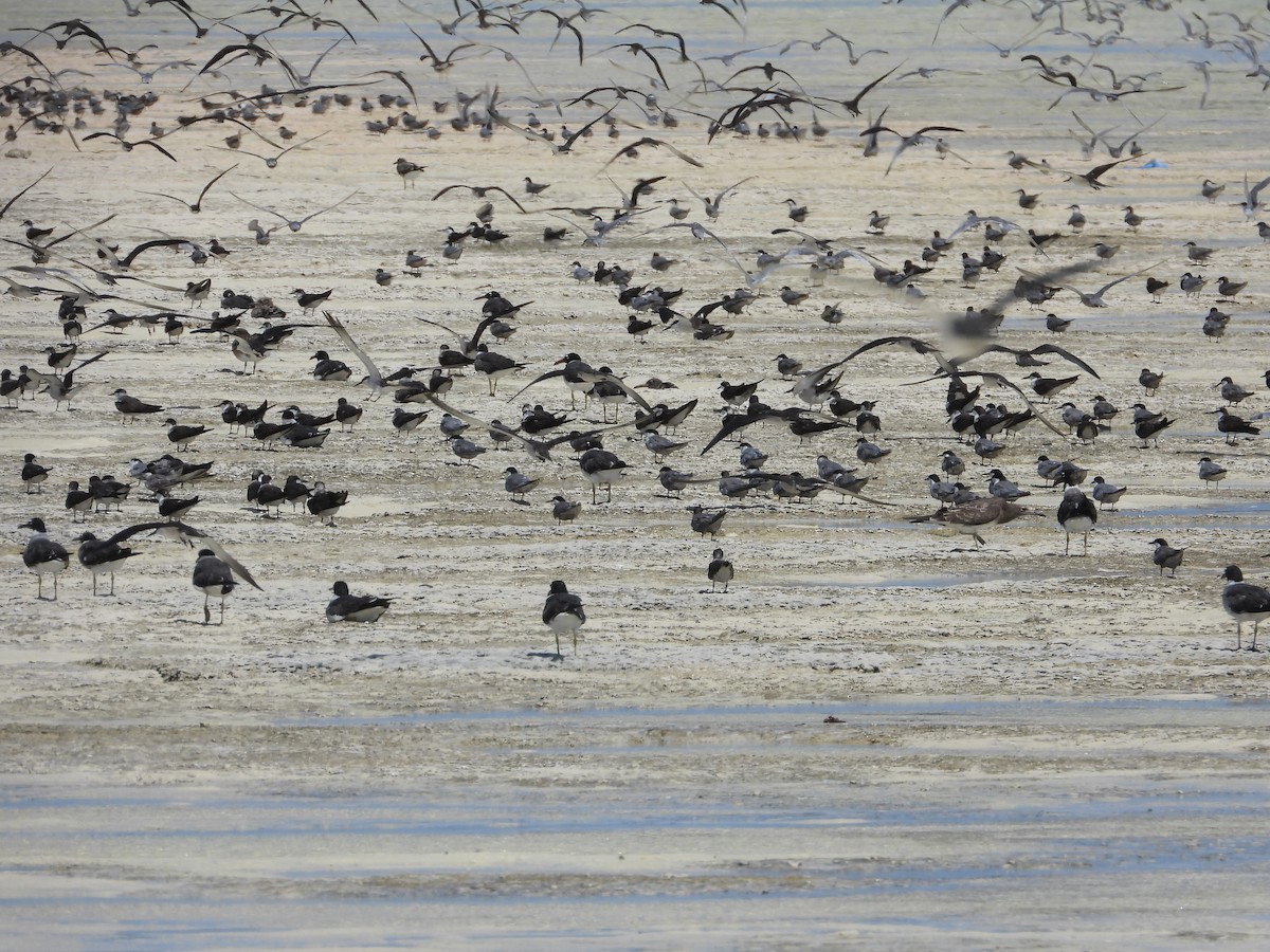 White-cheeked Tern - ML643187953