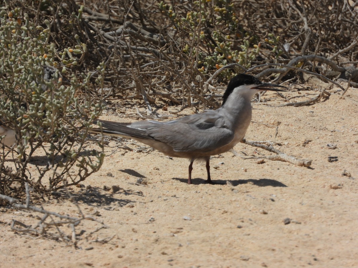 White-cheeked Tern - ML643187954