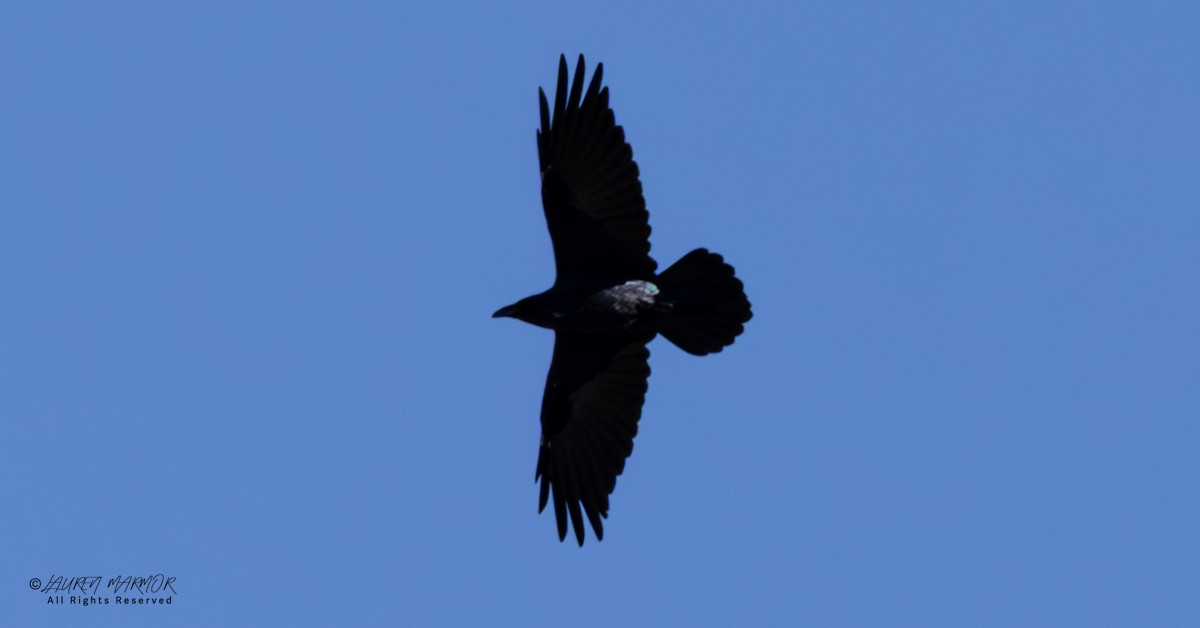 Common Raven - ML643187964
