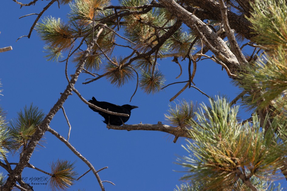 Common Raven - ML643187965