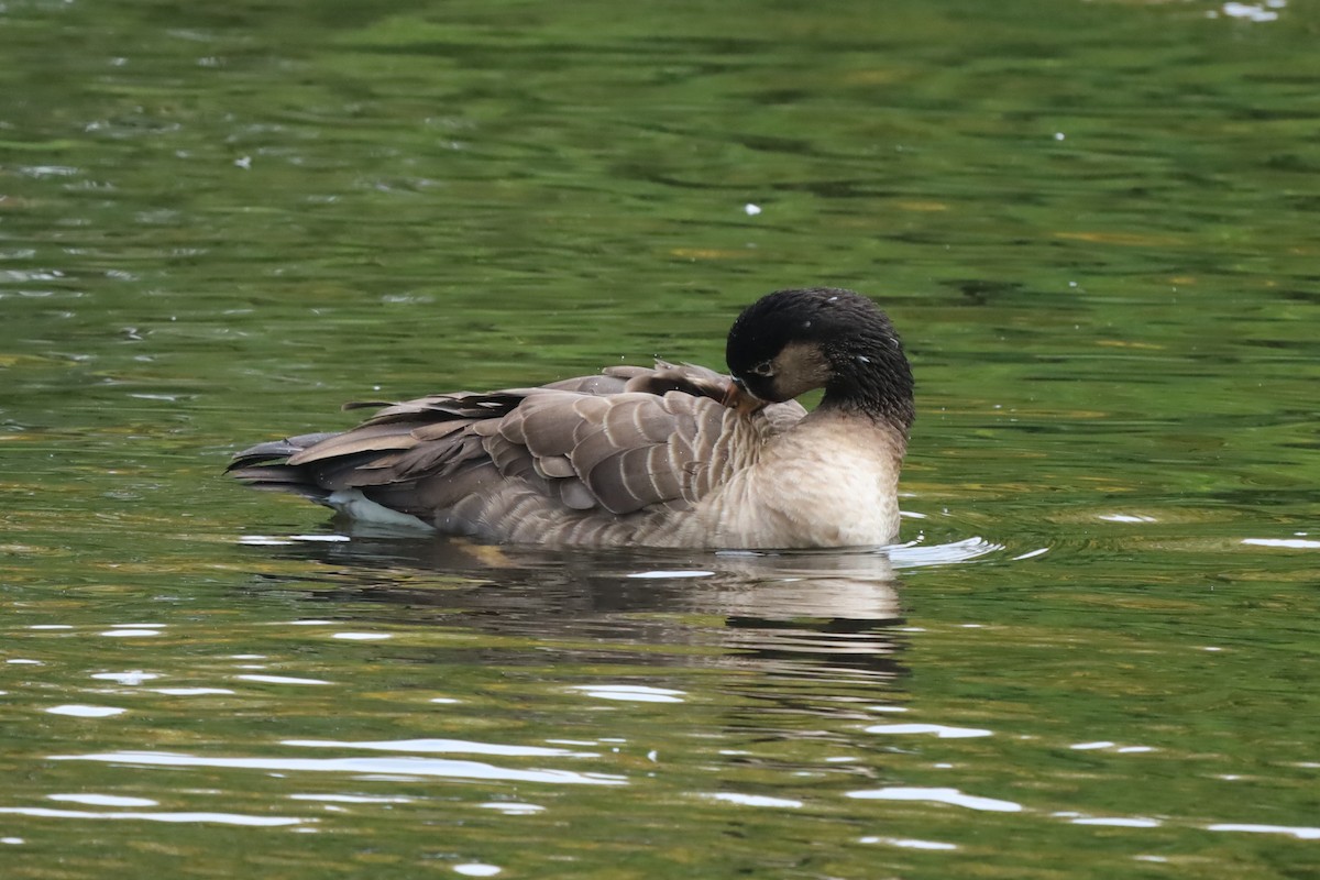 Graylag x Canada Goose (hybrid) - ML643187967