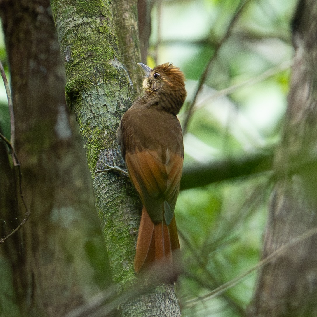 Tawny-winged Woodcreeper - ML643187973