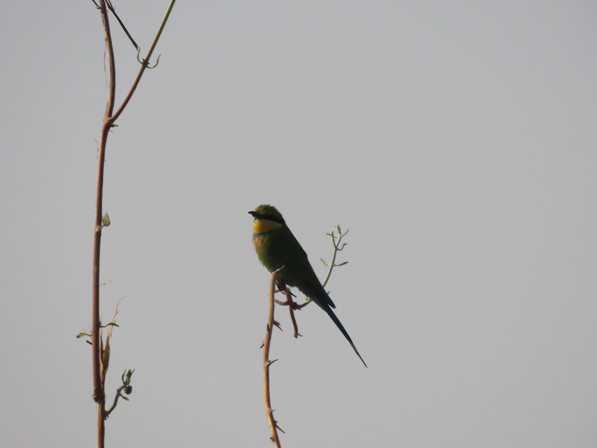Swallow-tailed Bee-eater - ML643187980