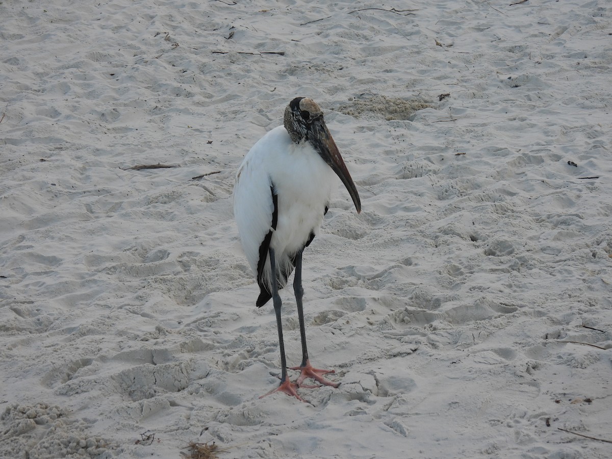Wood Stork - ML643187983