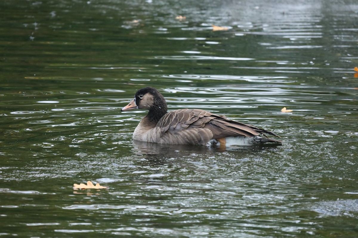 Graylag x Canada Goose (hybrid) - ML643187986