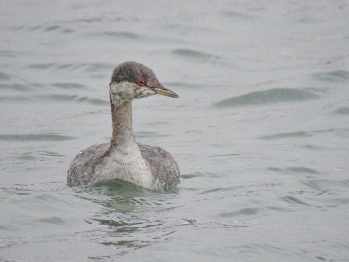 Horned Grebe - ML643187989