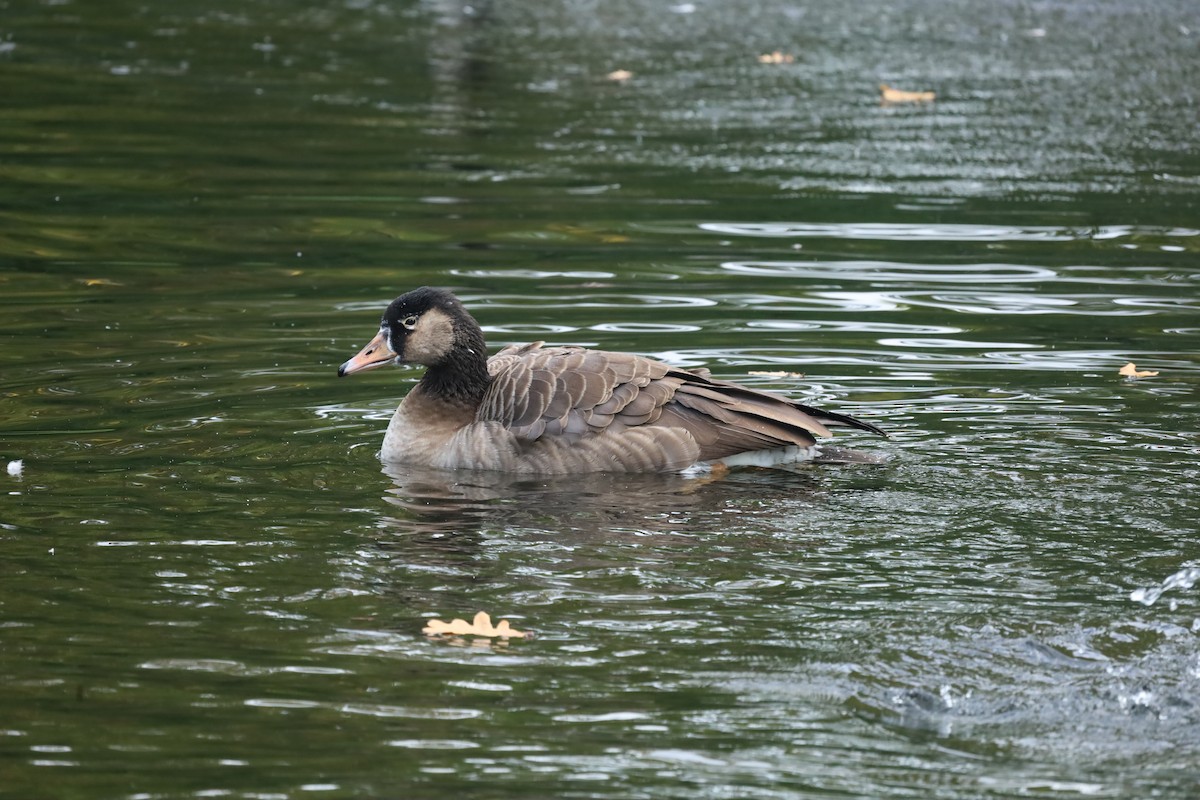 Graylag x Canada Goose (hybrid) - ML643187990