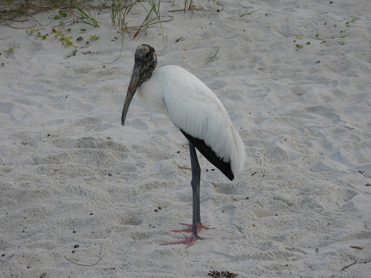 Wood Stork - ML643187991