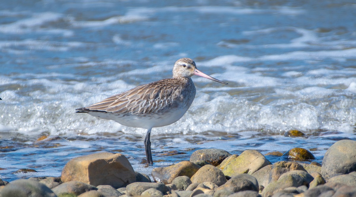 斑尾鷸(lapponica群) - ML643188010