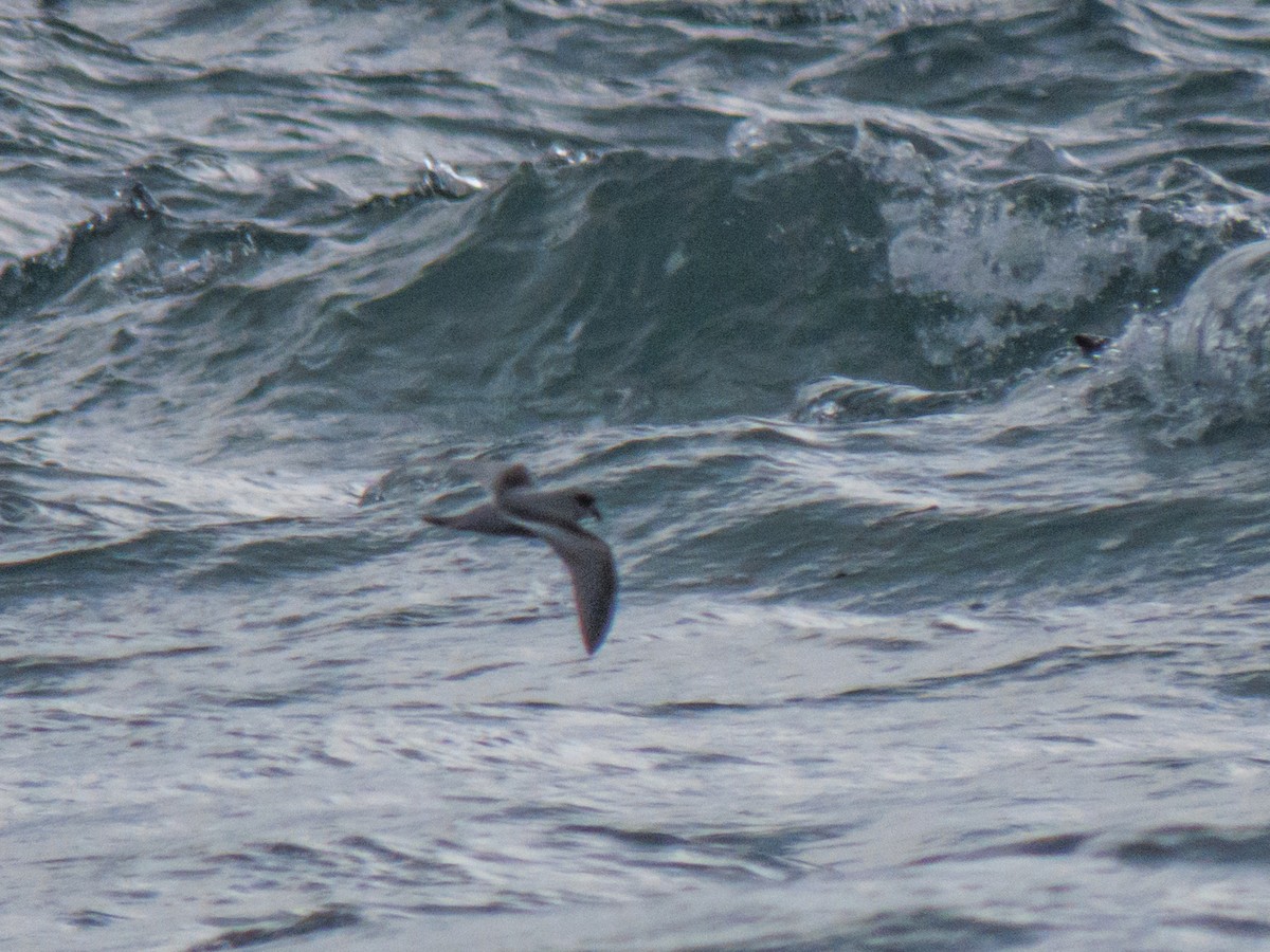 Fork-tailed Storm-Petrel - ML643188011
