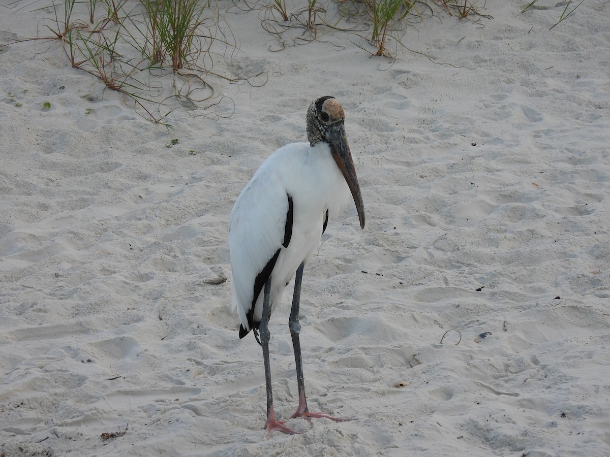 Wood Stork - ML643188025