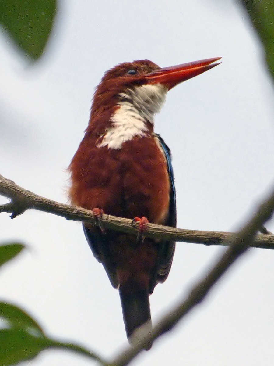 White-throated Kingfisher - ML643188026