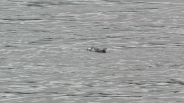 Red Phalarope - ML643188030