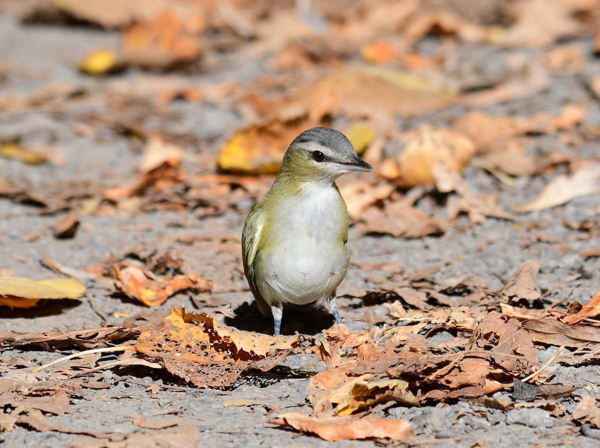 Red-eyed Vireo - Francis Stöckel