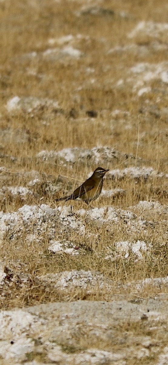 קיכלי אפור-חזה - ML643188084