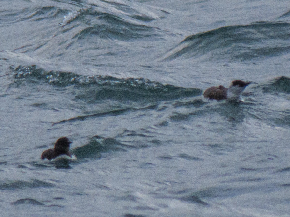 Common Murre - ML643188098