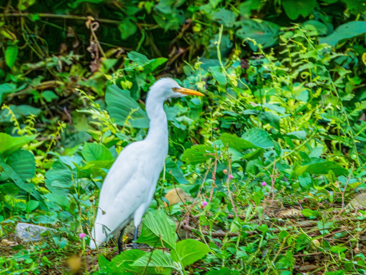 Eastern Cattle-Egret - ML643188110