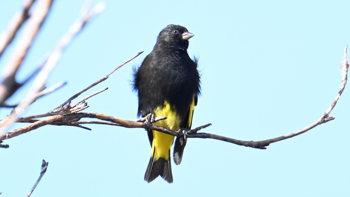 Black Siskin - ML643188114