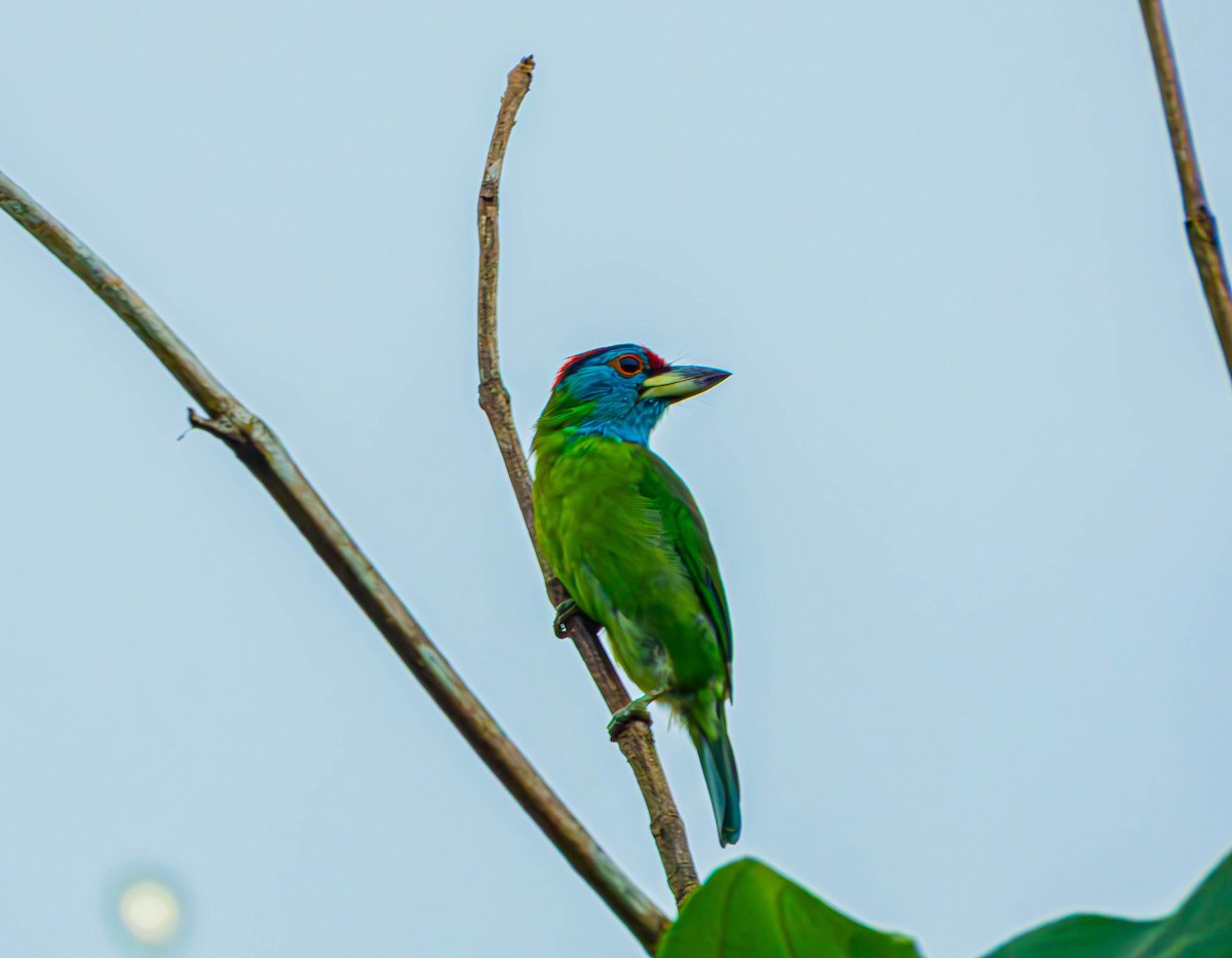 Blue-throated Barbet - ML643188125