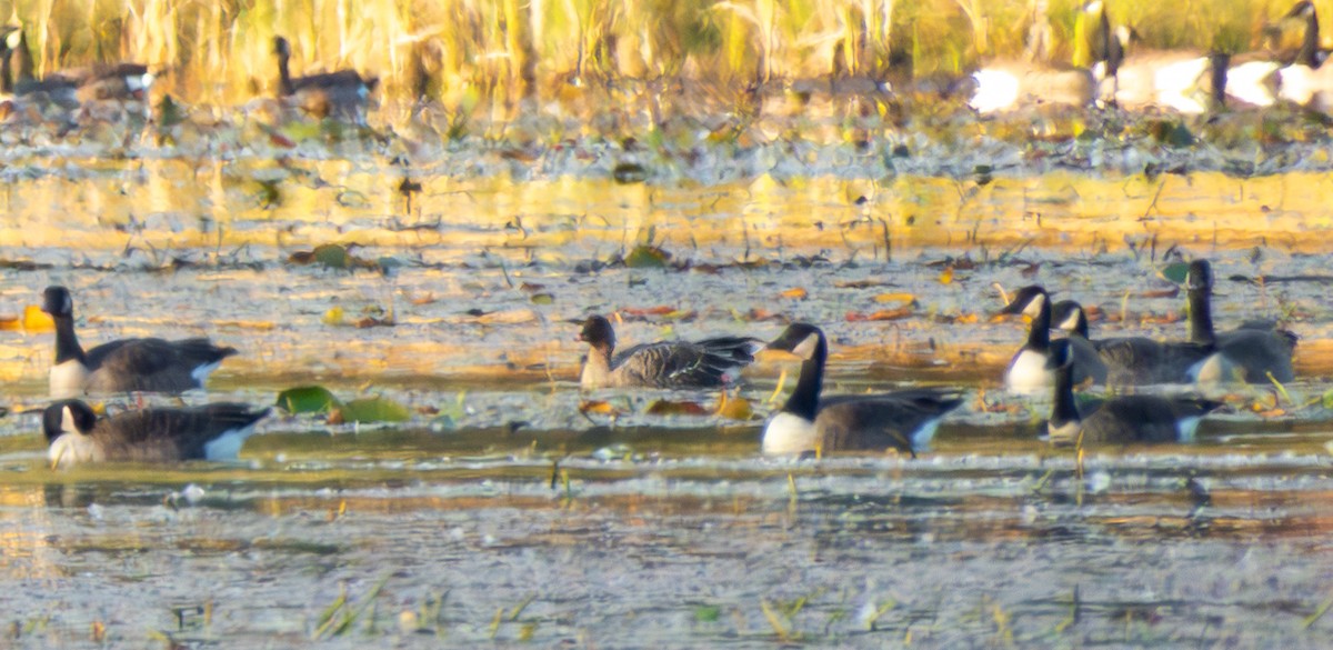 Pink-footed Goose - ML643188126